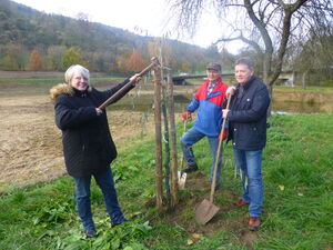 Egon Blum, Anja Lotz und Günter Köhnlechner beim Pflanzen der Weiden